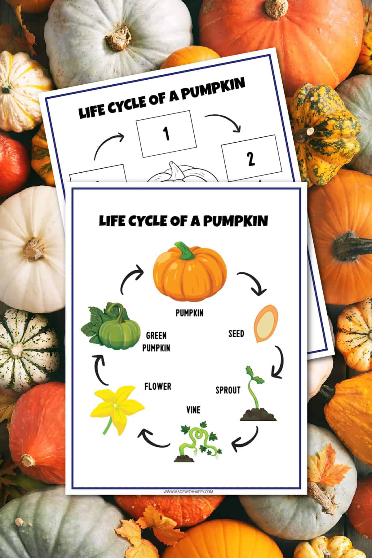 Free Life Cycle Of A Pumpkin Worksheet - Made With Happy with Pumpkin Life Cycle Pictures Free Printable