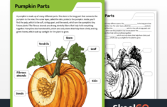 Free Printable Pumpkin Parts Worksheet - Skoolgo for Label Parts Of A Pumpkin Printable