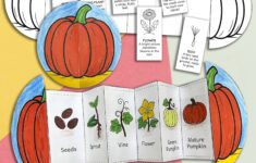 Life Cycle Of A Pumpkin – Foldable Sequencing Activity Craft intended for Pumpkin Sequencing Cards Printable