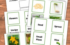 Life Cycle Of A Pumpkin Printables throughout Life Cycle of a Pumpkin Preschool Printable