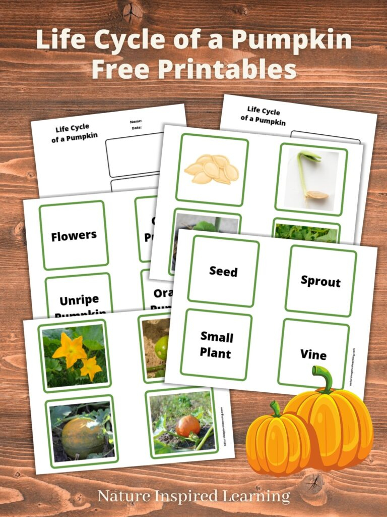 Life Cycle Of A Pumpkin Printables with Pumpkin Life Cycle Pictures Free Printable