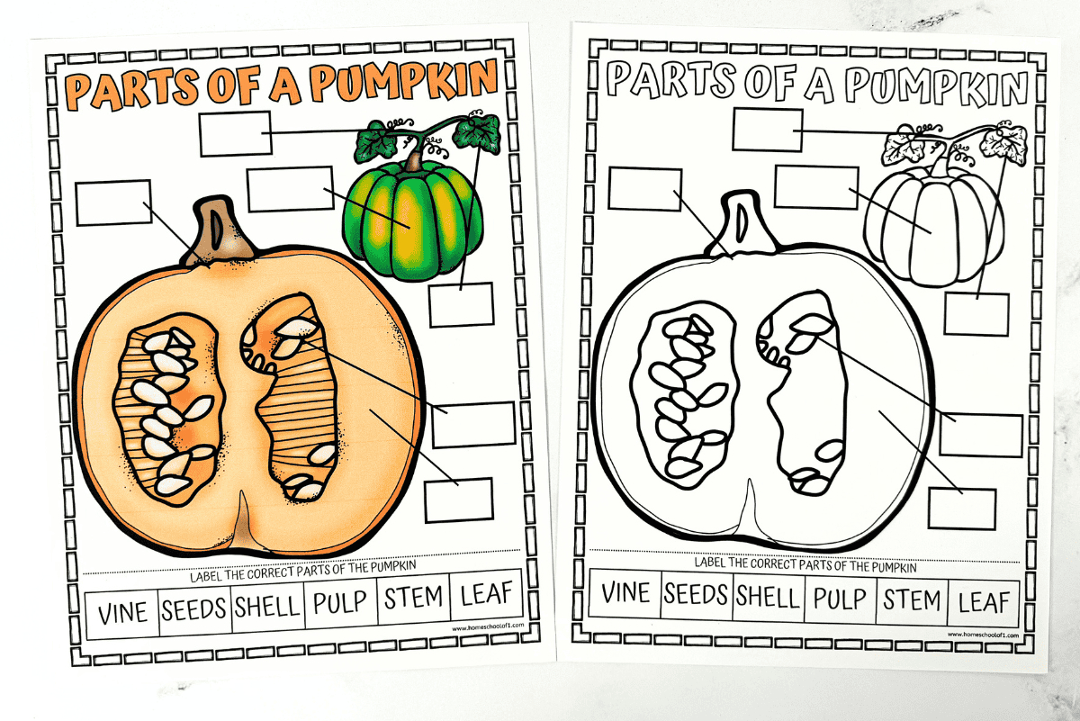 Parts Of A Pumpkin Worksheet (Free Coloring Page) regarding Free Parts Of A Pumpkin Printable