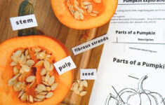 Pumpkin Exploration With Printables pertaining to Pumpkin Parts Free Printable