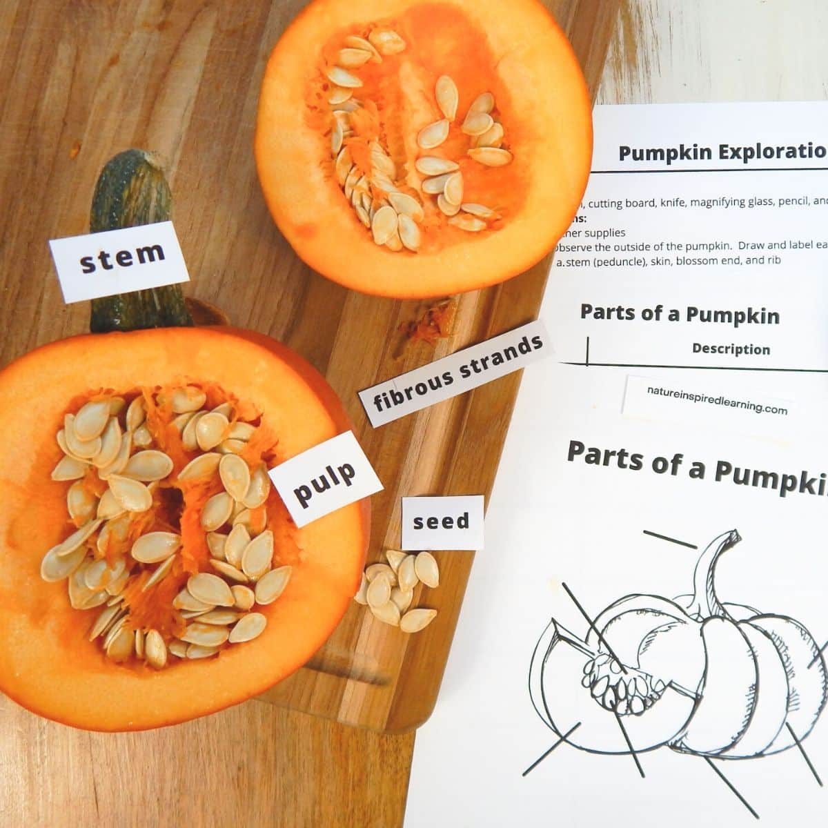 Pumpkin Exploration With Printables pertaining to Pumpkin Parts Free Printable