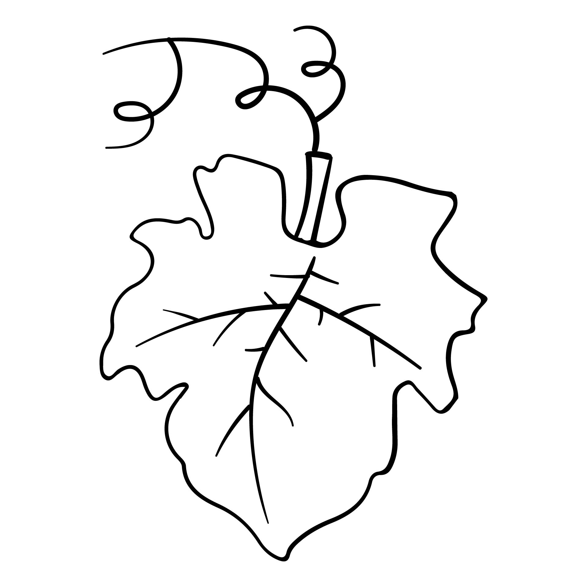 Pumpkin Leaves Drawing regarding Free Printable Pumpkin Leaves