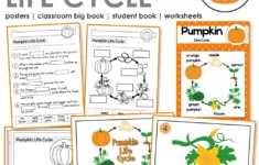 Pumpkin Life Cycle Activities For Kindergarten &amp; 1St Grade - In My for Free Printable Pumpkin Life Cycle Book