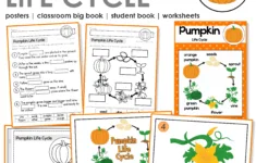 Pumpkin Life Cycle Activities For Kindergarten &amp; 1St Grade - In My intended for Pumpkin Sequencing Cards Printable