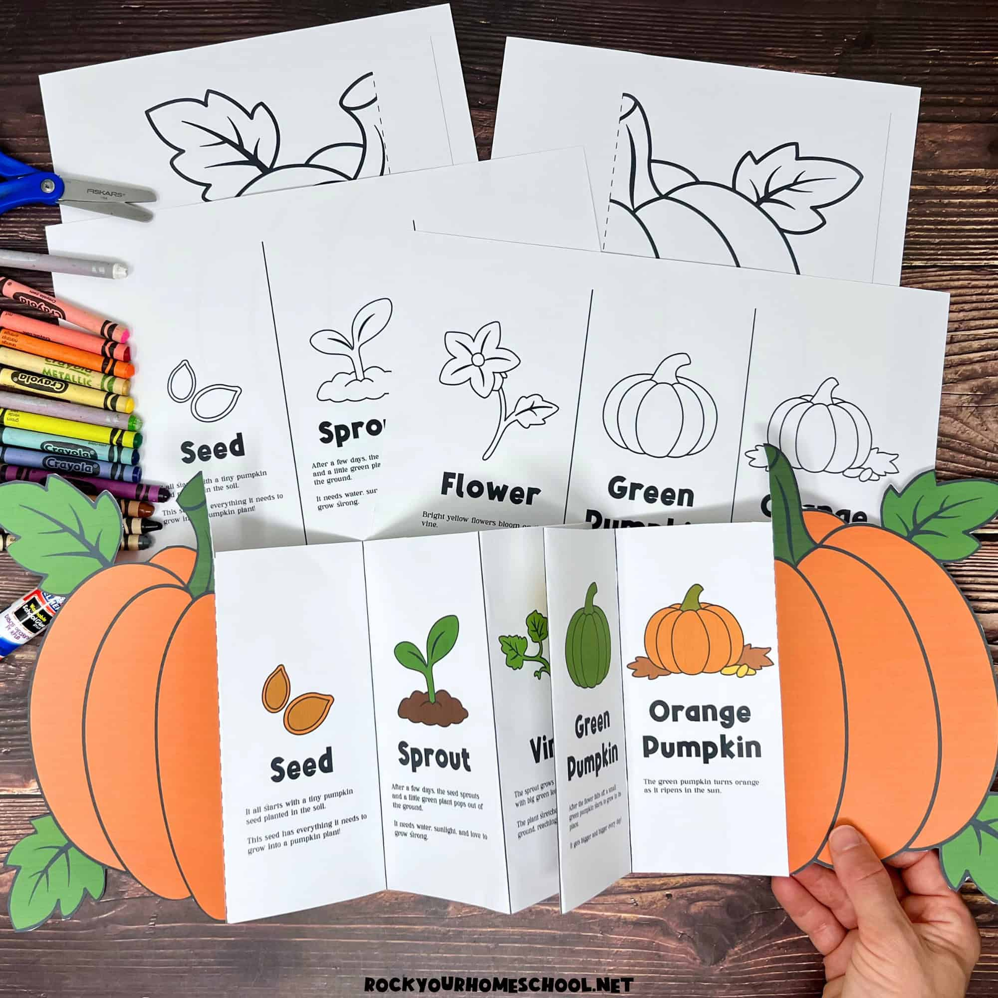 Pumpkin Life Cycle Activity For A Fun Science Foldable (Free throughout Free Printable Pumpkin Life Cycle Book