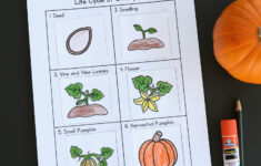 Pumpkin Life Cycle Activity {Printable} - Frugal Fun For Boys And for Life Cycle Of A Pumpkin Preschool Printable
