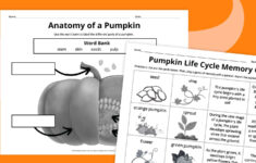 Pumpkin Life Cycle Worksheets For Kids (Free Printables) for Pumpkin Life Cycle Pictures Free Printable