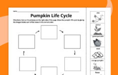 Pumpkin Life Cycle Worksheets For Kids (Free Printables) regarding Pumpkin Life Cycle Pictures Free Printable