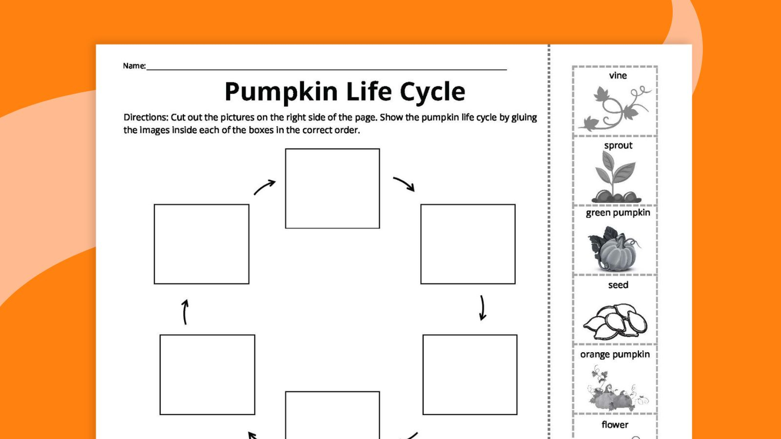 Pumpkin Life Cycle Worksheets For Kids (Free Printables) regarding Pumpkin Life Cycle Pictures Free Printable