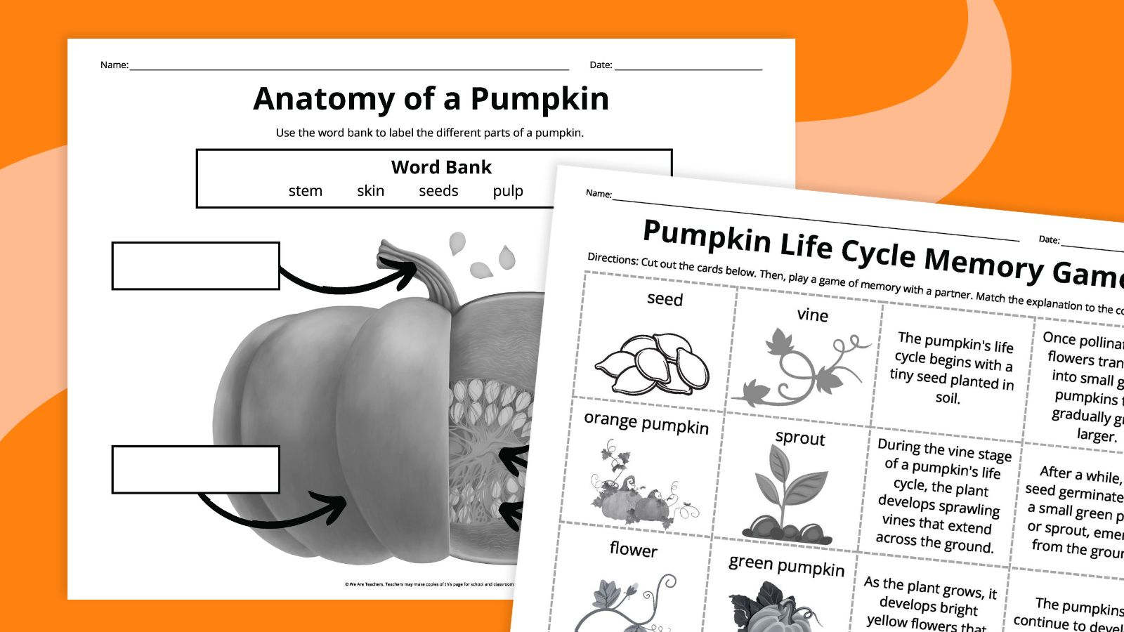 Pumpkin Life Cycle Worksheets For Kids (Free Printables) with Life Cycle of a Pumpkin Preschool Printable