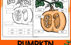 Pumpkin Science | Fall Activity | Label Parts Of A Pumpkin Diagram for Label Parts Of A Pumpkin Printable