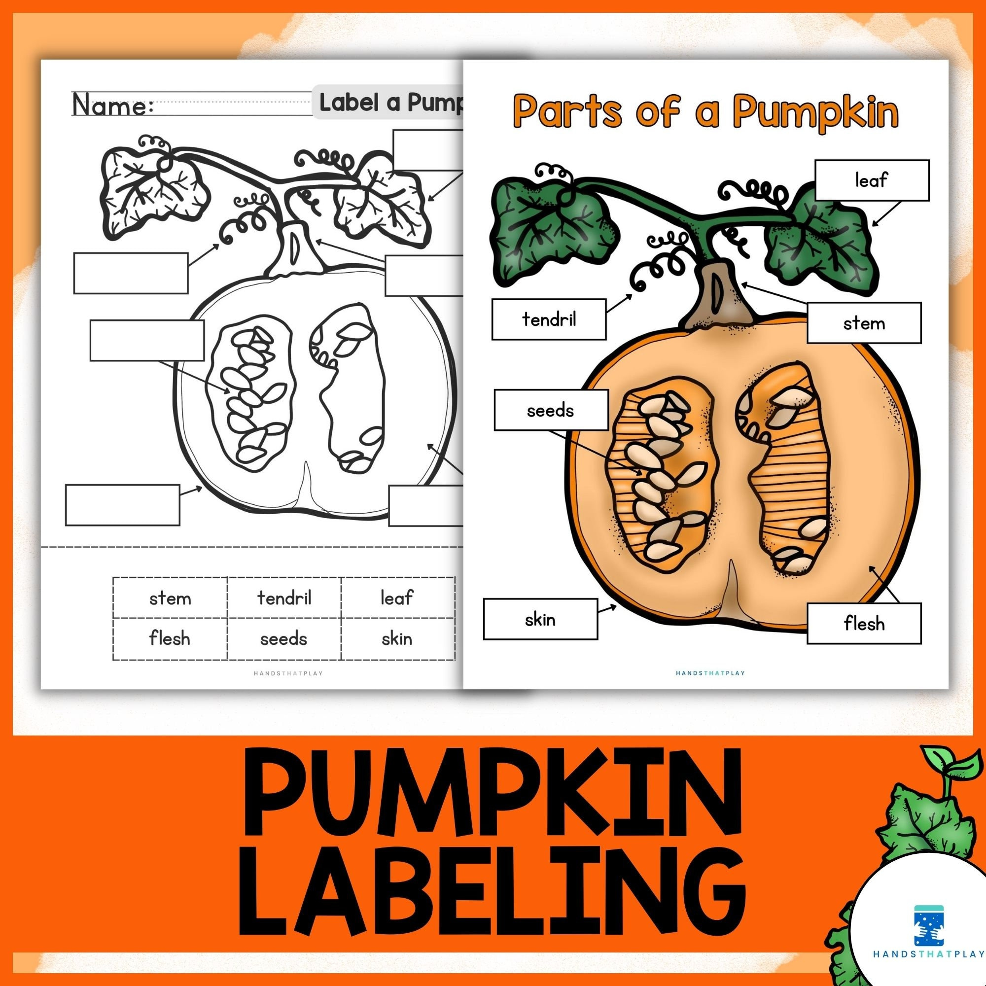 Pumpkin Science | Fall Activity | Label Parts Of A Pumpkin Diagram for Label Parts Of A Pumpkin Printable